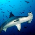 shark_hammerhead_scalloped_ci_h_120302_cr.jpg